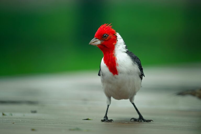 Beginner Tips for Backyard Birdwatching: A Guide to Getting Started
